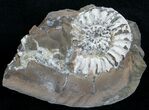 White Pleuroceras Ammonite Fossil - Germany #6162-1